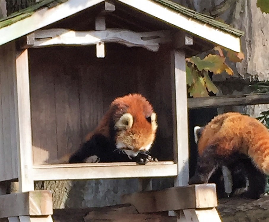 赤ちゃんが動物園に行くと免疫力アップする と嫁が言うので動物園へ行きました Take It Eazy